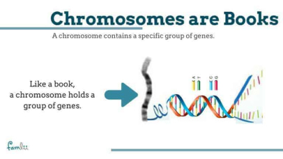 Chromosomes are books