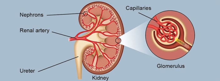 Diagram of a kidney