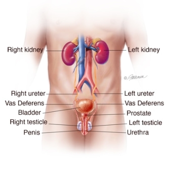 Male Genitourinary Tract